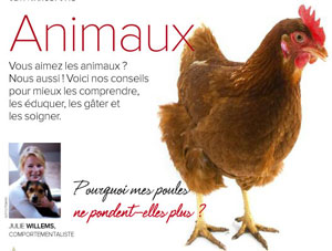 Mes poules ne pondent plus, article rédigé par Julie Willems, comportementaliste animalier Bruxelles