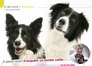 le border collie, article rédigé par Julie Willems, comportementaliste canin, Auderghem
