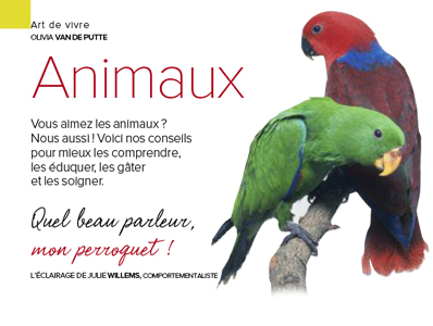 perruche, Article rédigé par Julie Willems, éthologue-comportementaliste canin