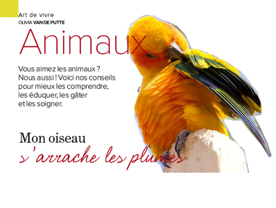 Perroquet s'arrache les plumes, Article écrit par Julie Willems, comportementaliste canin