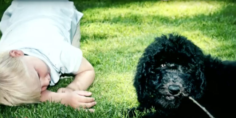 Caniche dans émission Place royale avec Julie Willems, comportementaliste canin