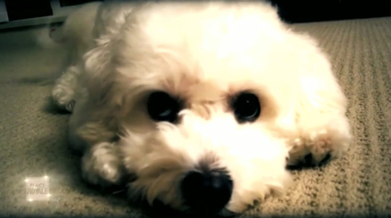 Bichon dans émission Place royale avec Julie Willems, comportementaliste canin