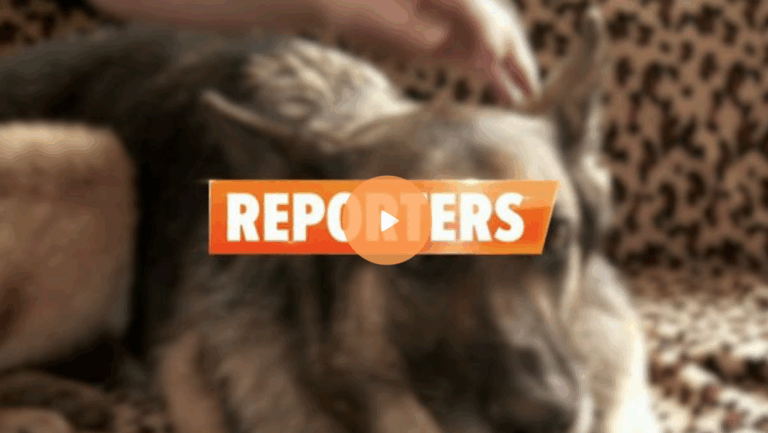 émission reporters chiens dangereux