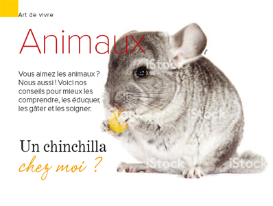 soin chinchilla