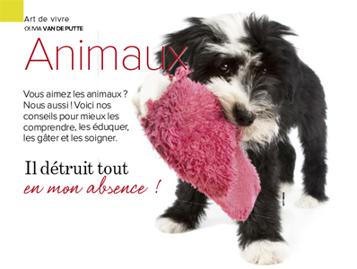 chien qui détruit
