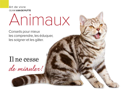 miaulement chat