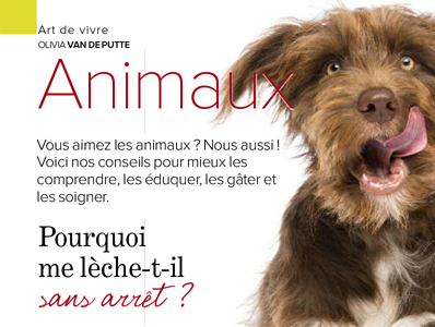 chien qui lèche