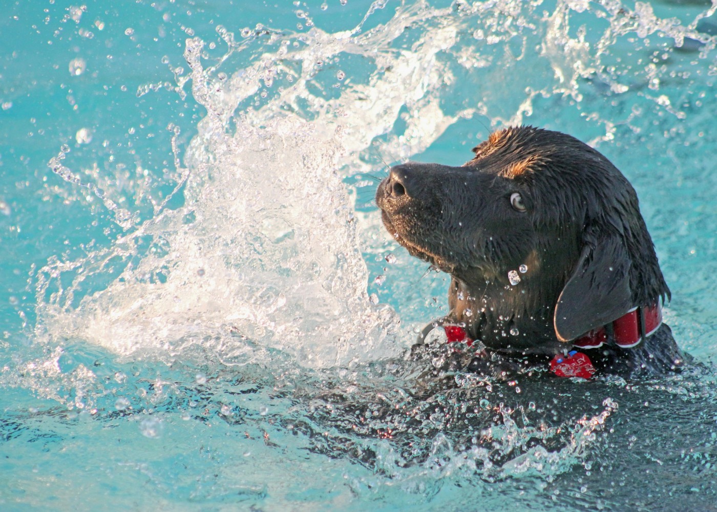 Gilet de natation pour chien - ABC chiens