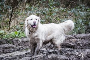 Golden retriever dans la boue