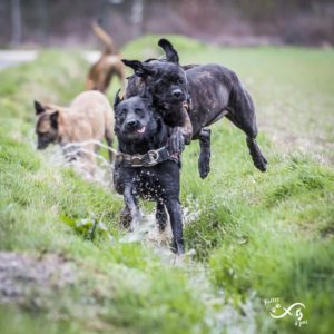 grimaces et jeux entre chiens