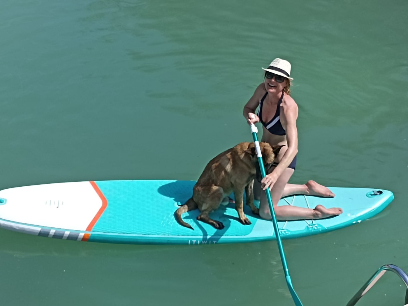 dog-paddle-animal-behaviour-comportementaliste-chien-chat