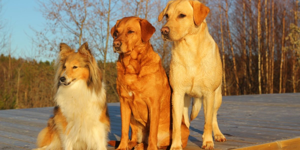 Formation chien