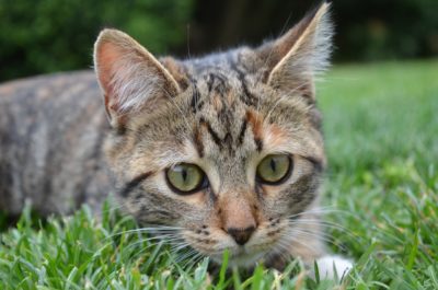 Chat dans l'herbe