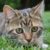 Chat dans l'herbe