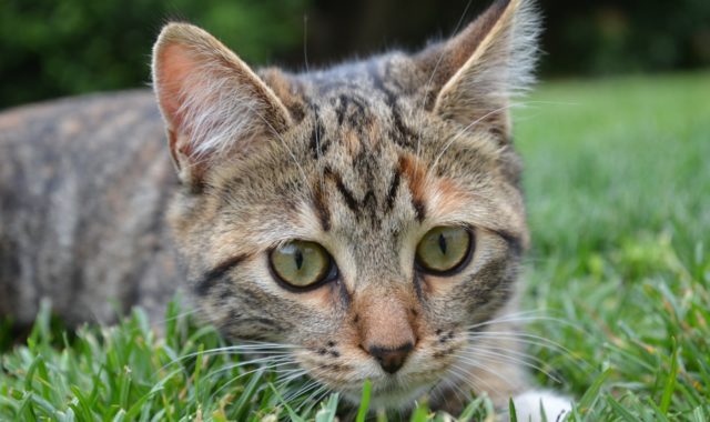 Chat dans l'herbe