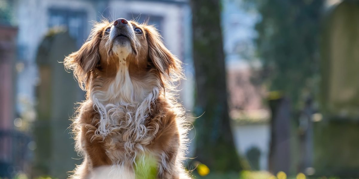 Formation comportementaliste canin