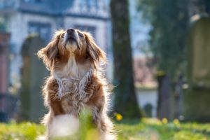 Formation comportementaliste canin