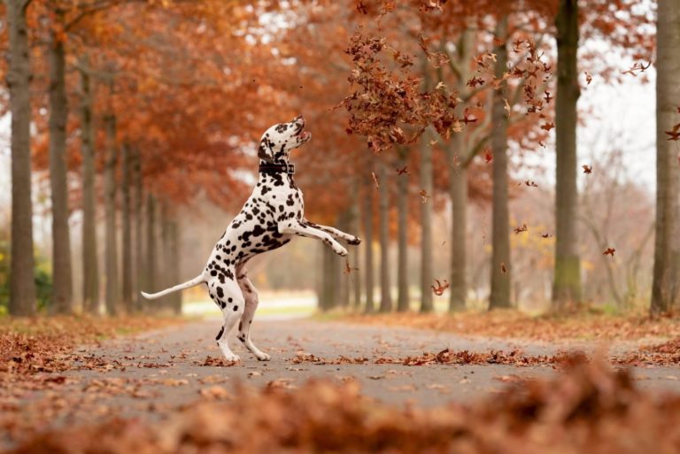Un dalmatien dans les bois, en balade canine à l'Animal Behaviour center