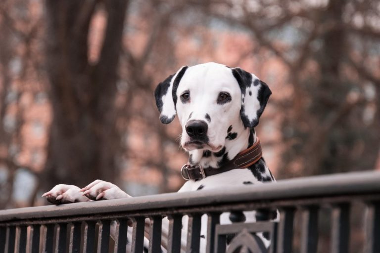 Un dalmatien curieux au centre Animal Behaviour