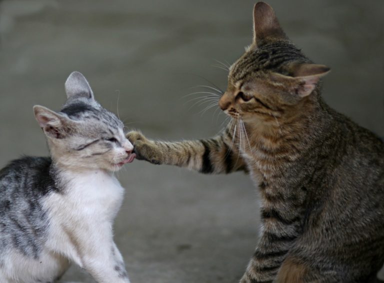 Deux chats en interaction au centre Animal Behaviour