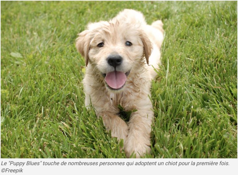 Un chiot golden retriever dans la pelouse du centre Animal Behaviour