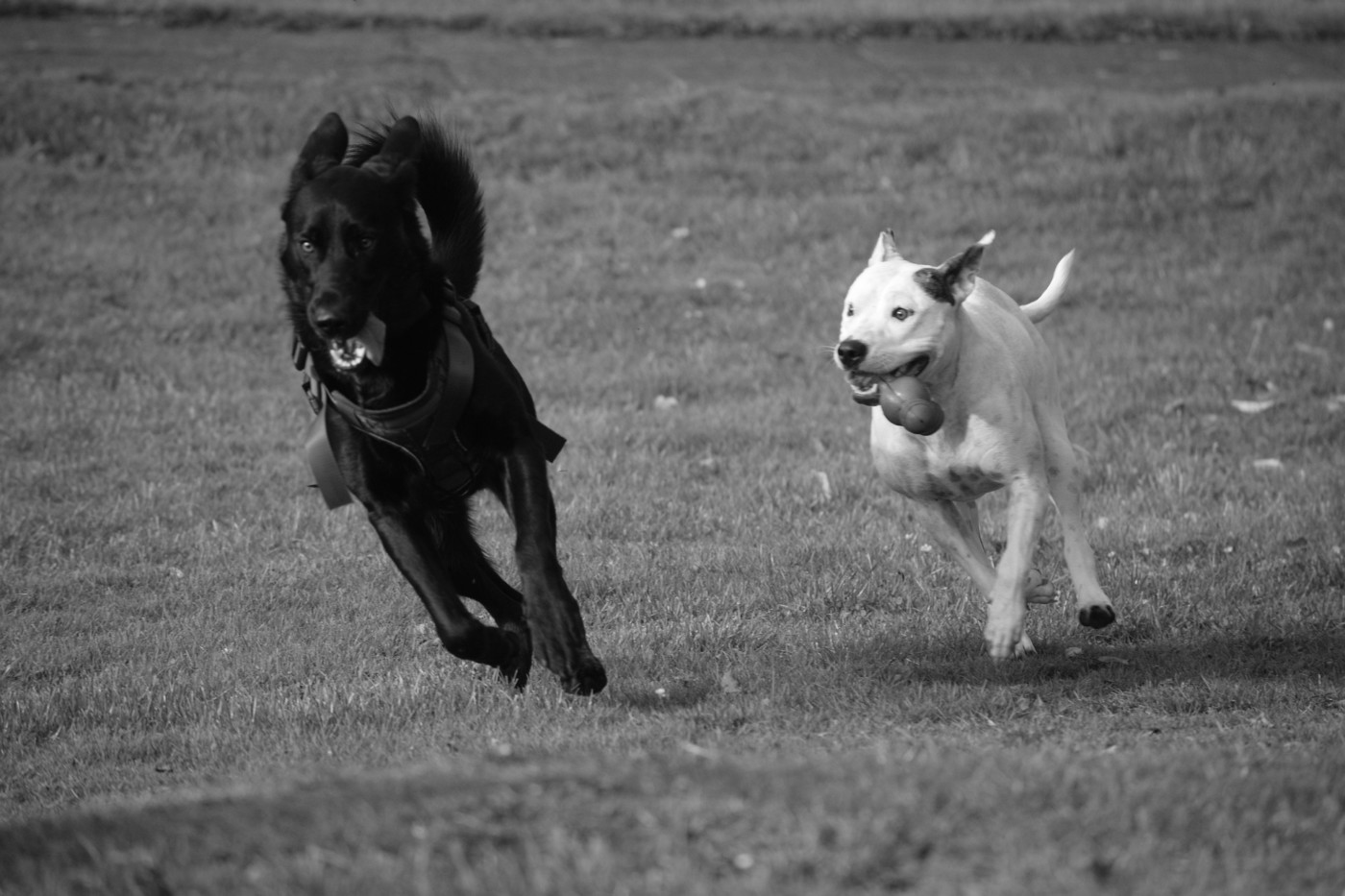 Deux chiens courant en balade canine au centre Animal Behaviour